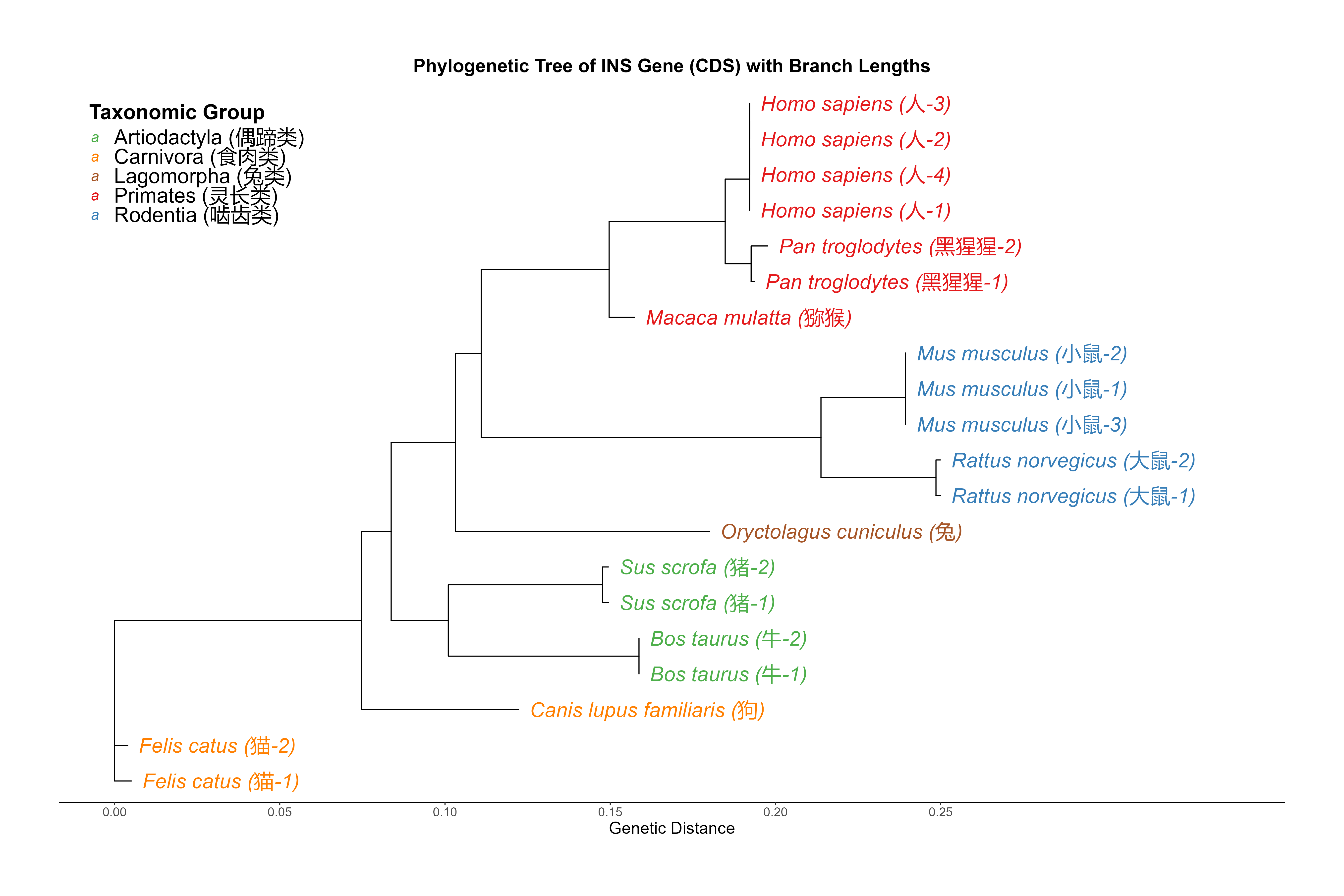 INS 基因 CDS 系统发育树（带分支长度与分类群着色）